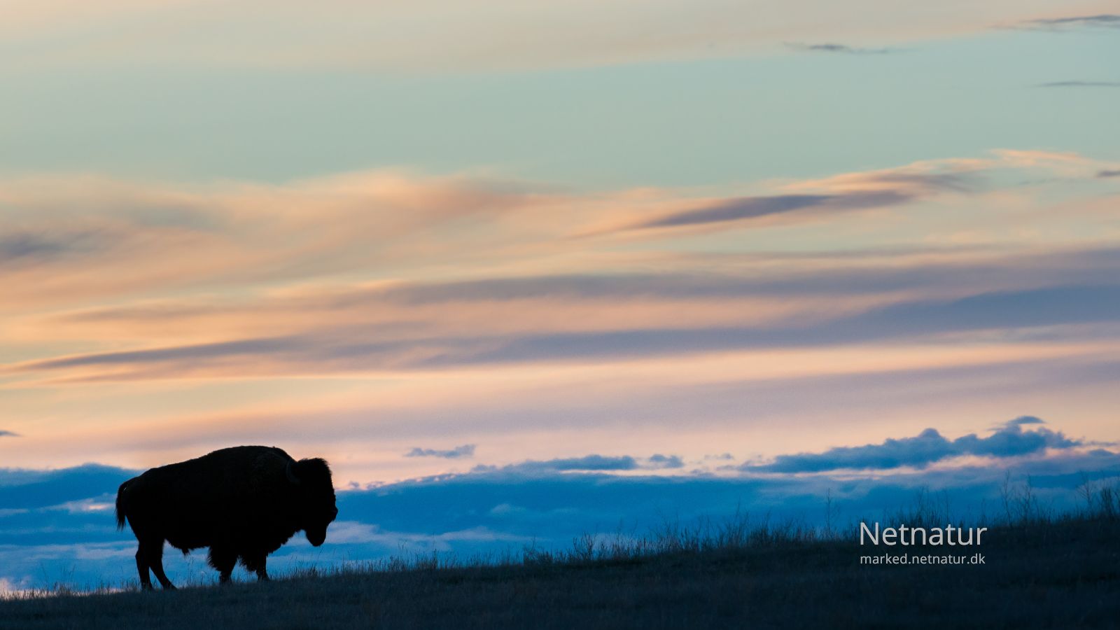 Bison17-1