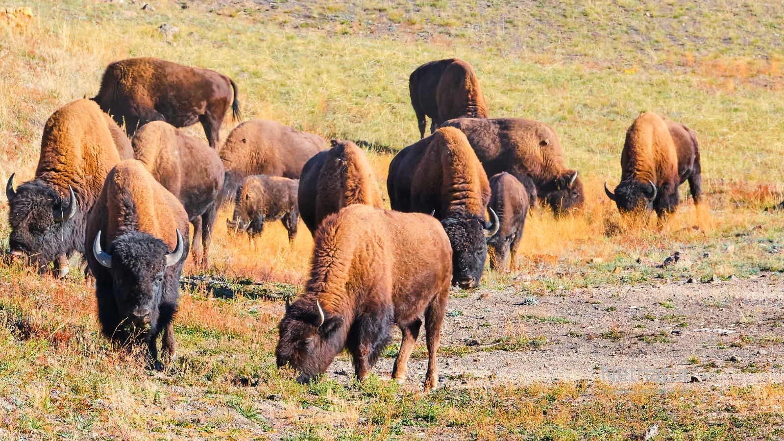 Bison19