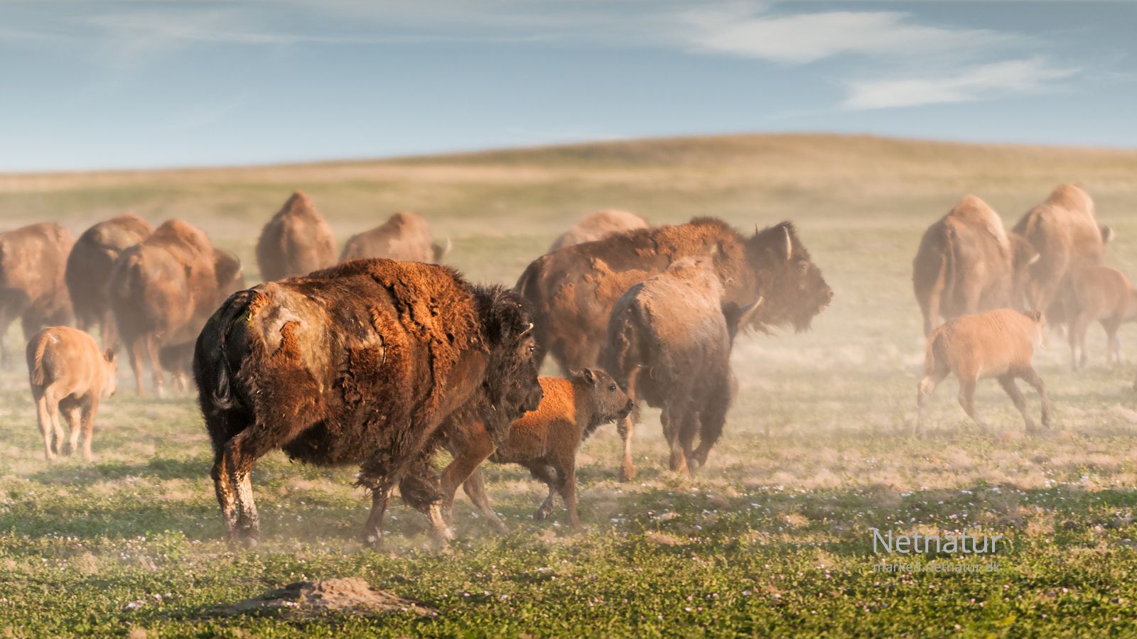 Bison8-1