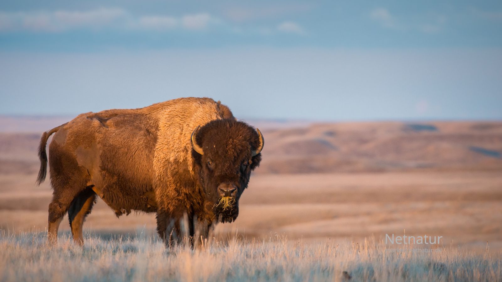 Bison9