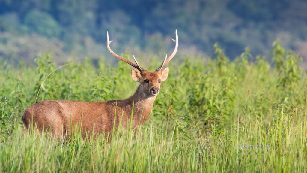 I hvilke lande kan man jage Hog Deer?