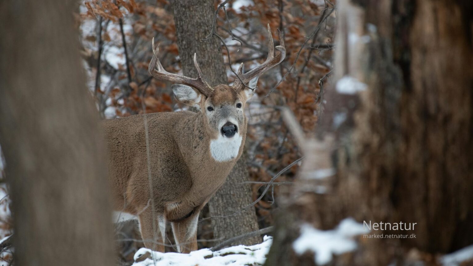 Whitetail-deer10-1