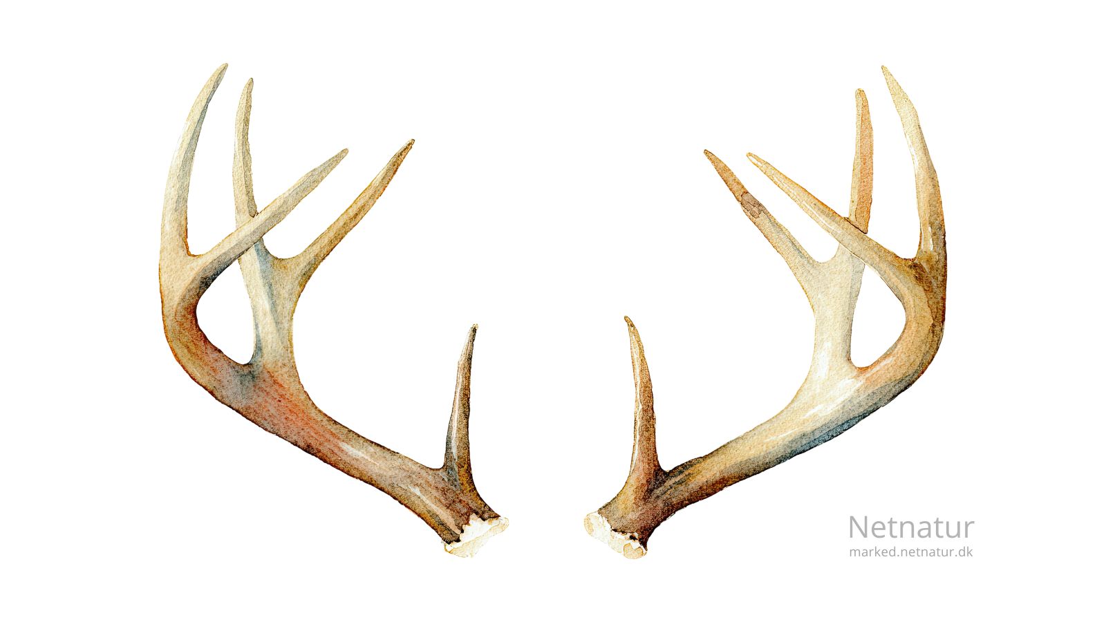 Whitetail-deer2-1