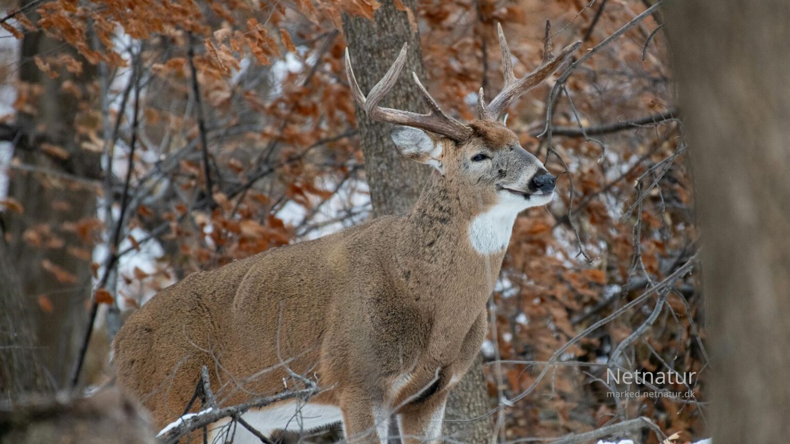 Whitetail deer22