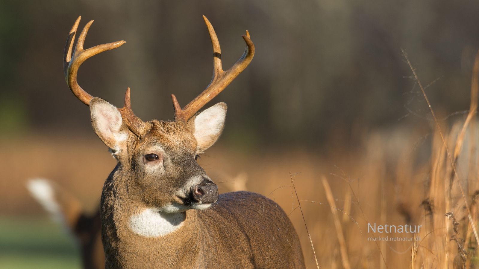 Whitetail-deer24-1