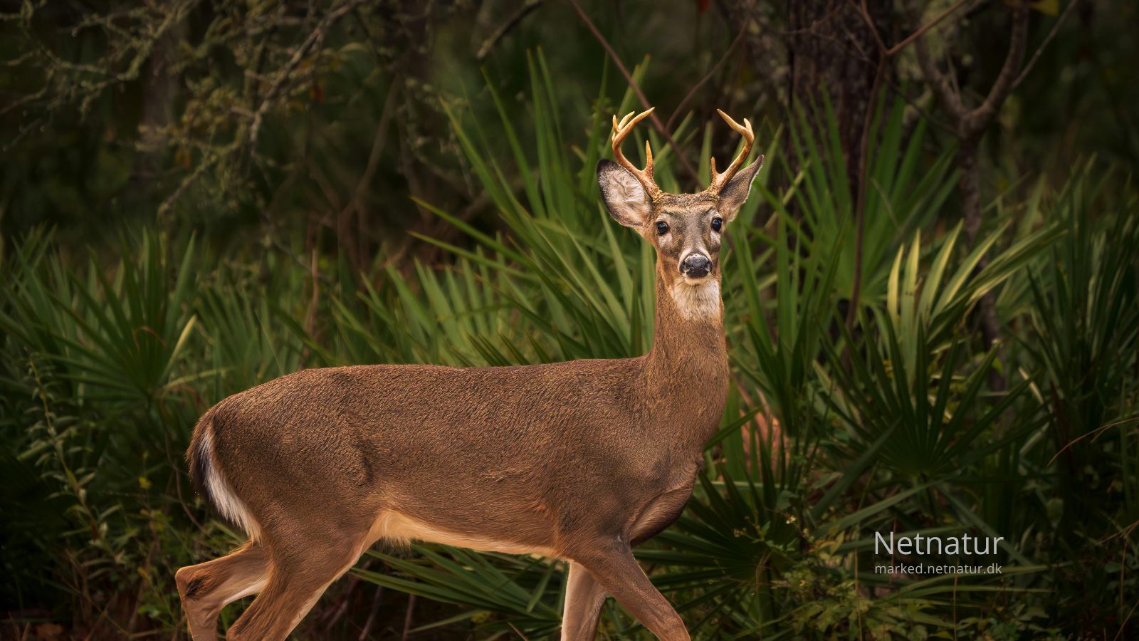 Whitetail deer26