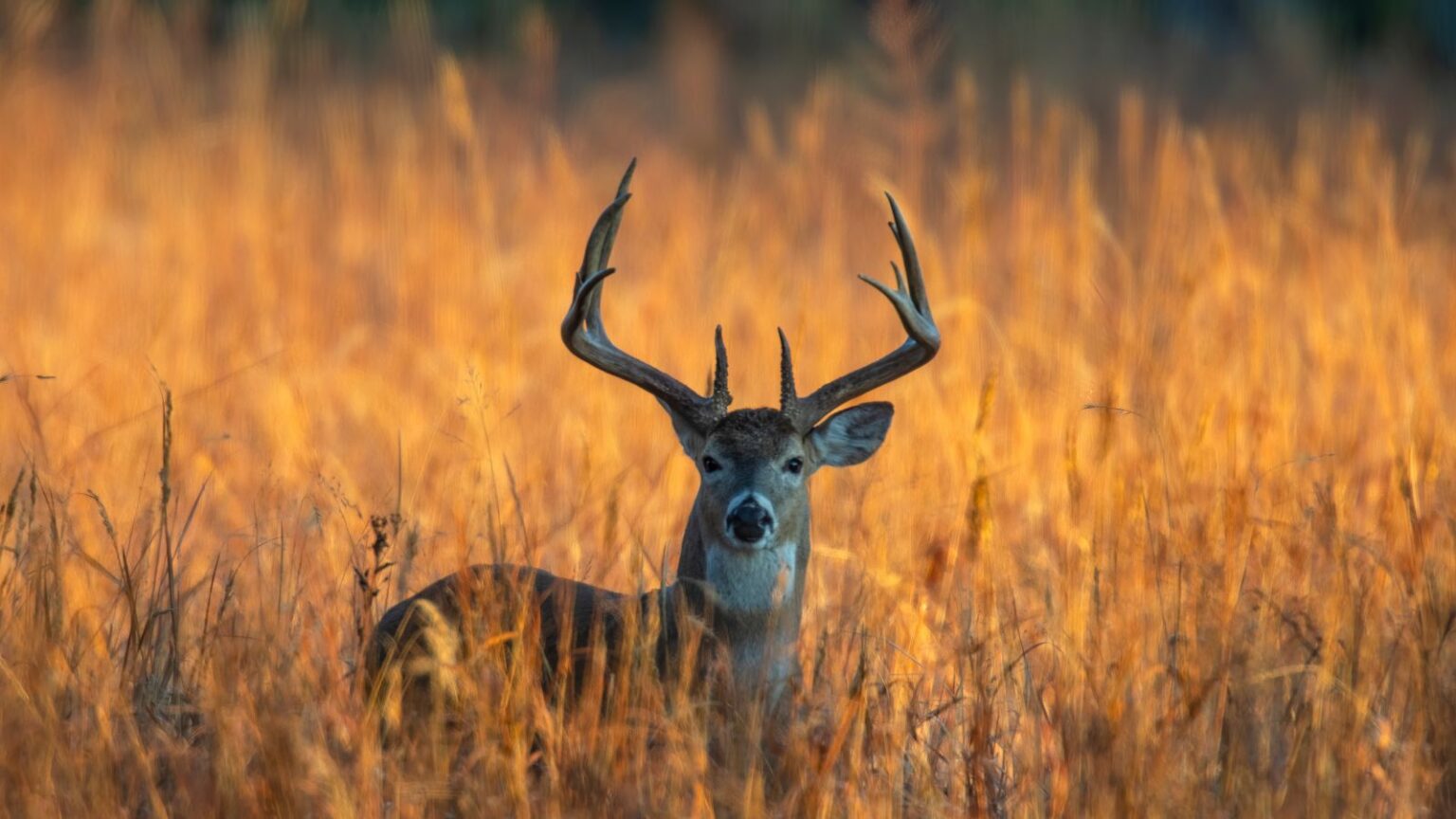 Whitetail-deer3-2