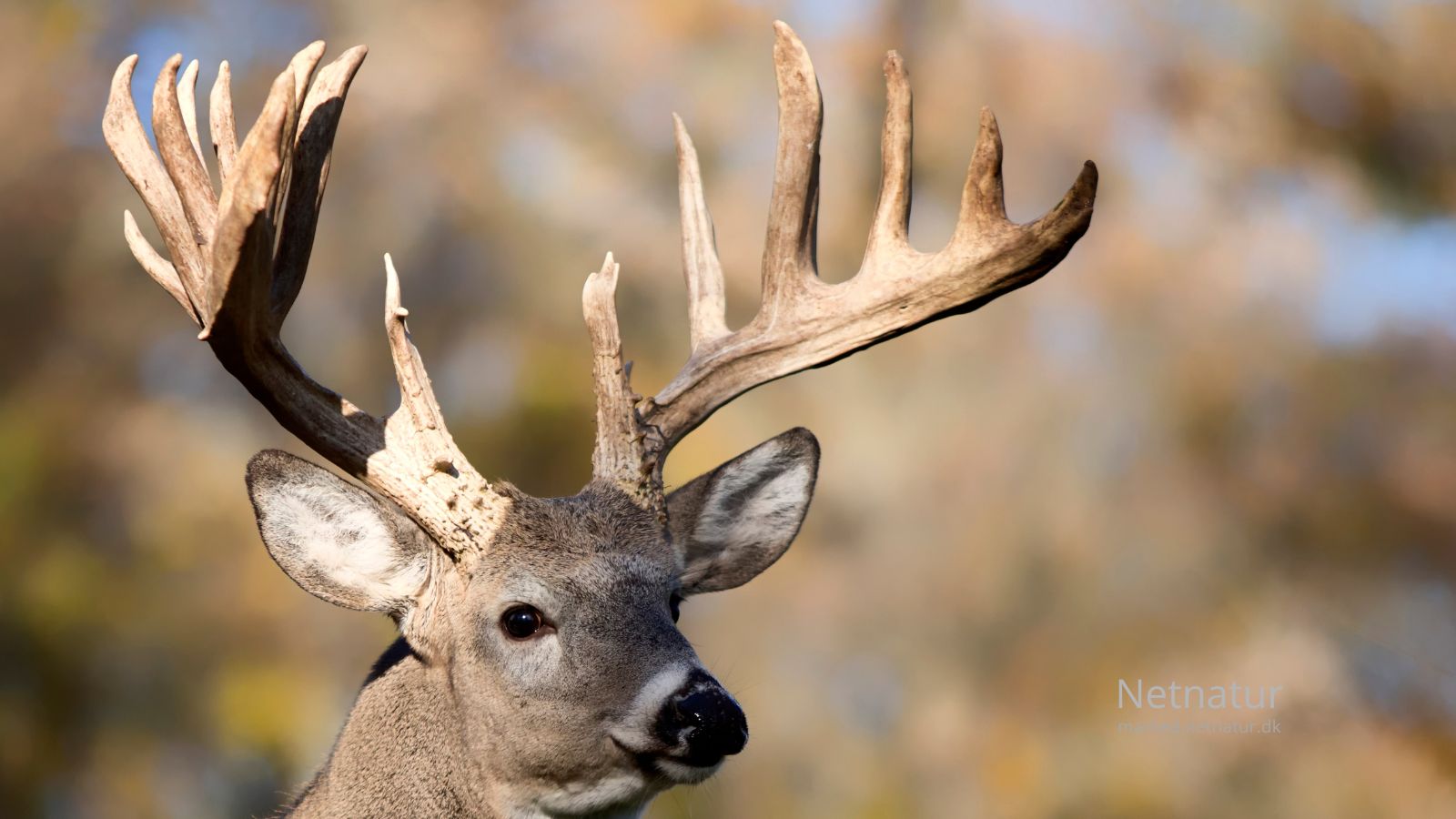Whitetail deer5