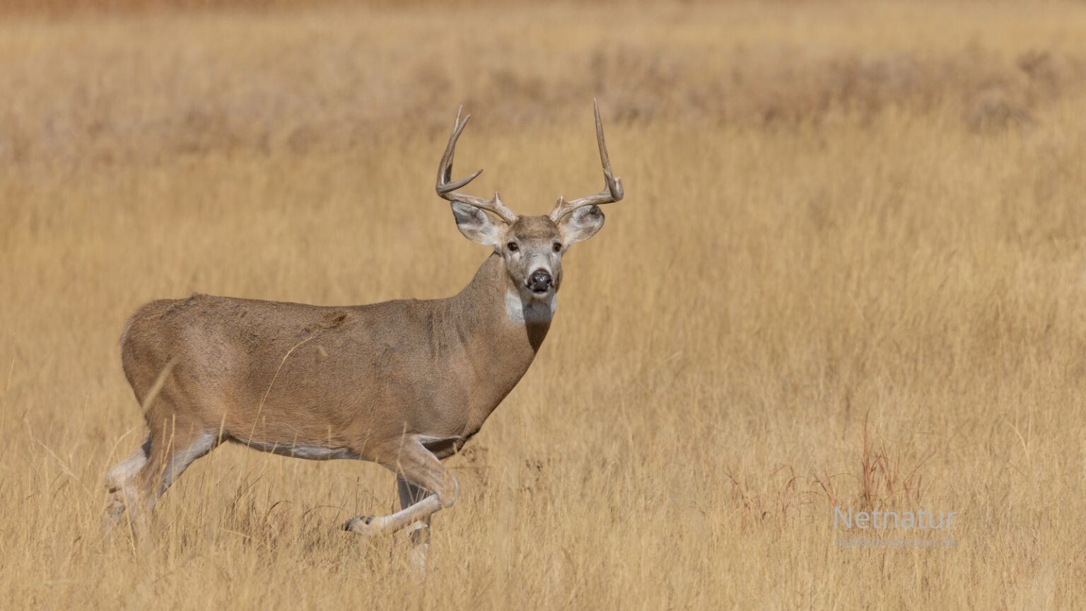 Whitetail-deer7-1