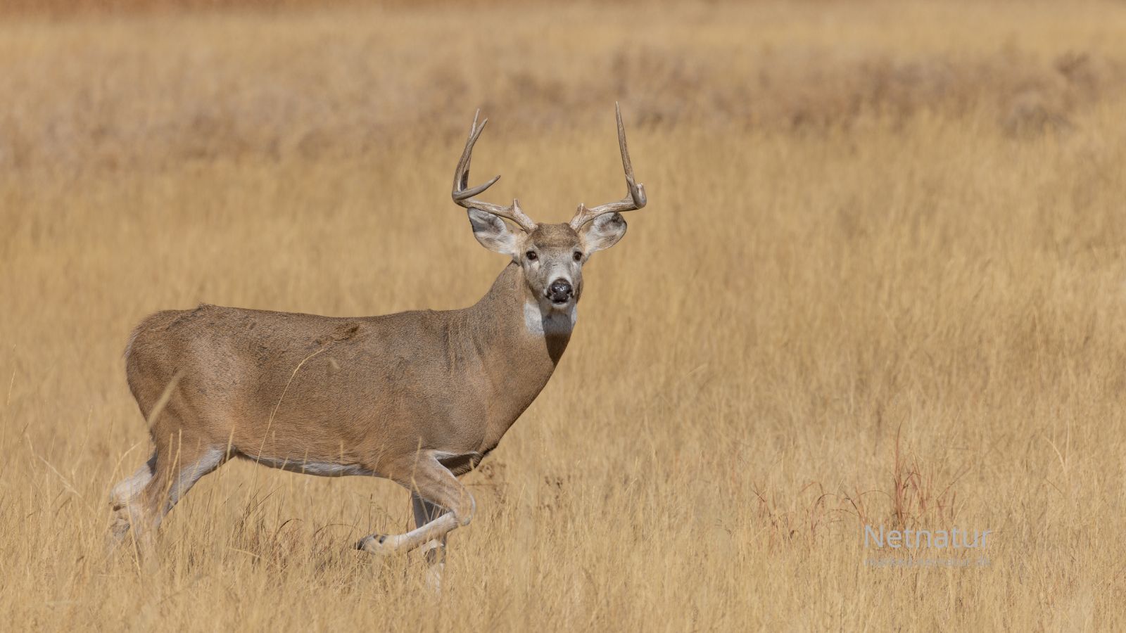 Whitetail-deer7-1